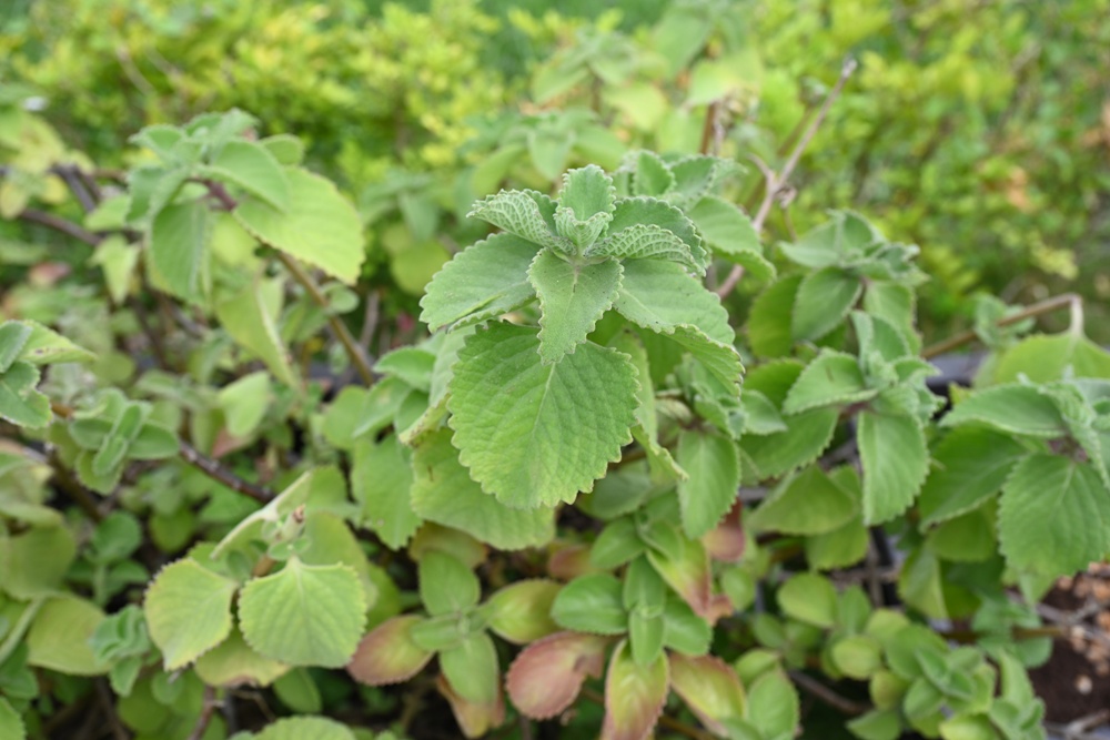 台南一日遊。善化溪美社區 華瑞生態園區 炒黑糖、芝麻球、埤塘水圳生態導覽! 台南一日遊。善化溪美社區 華瑞生態園區 炒黑糖、芝麻球、埤塘水圳生態導覽!