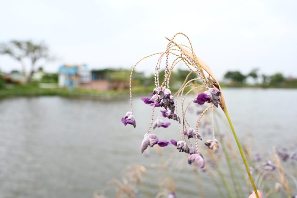 台南金牌農村一日遊｜蓮香藝遊．田園到漁村 一次走訪白河、善化、北門 DIY手作、美食饗宴全攻略！