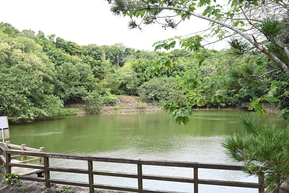 新竹金牌農村一日遊｜新城社區 寶山新城風糖 蔗糖農事體驗、砍甘蔗、DIY黑糖粉圓、甘蔗冰沙、割稻飯！