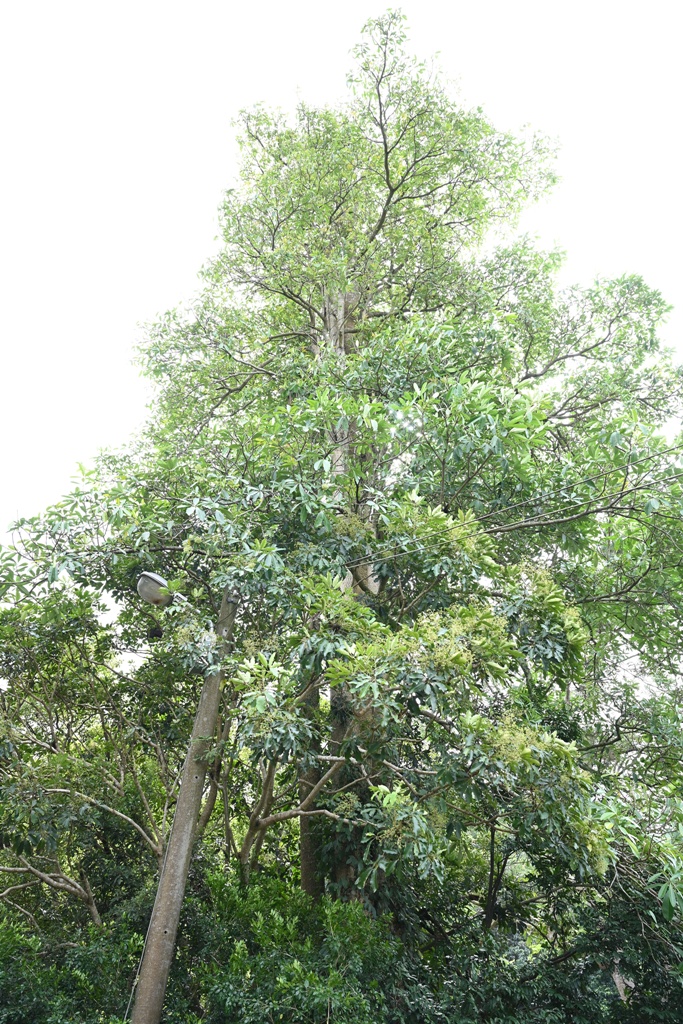 新竹金牌農村一日遊｜新城社區 寶山新城風糖 蔗糖農事體驗、砍甘蔗、DIY黑糖粉圓、甘蔗冰沙、割稻飯！