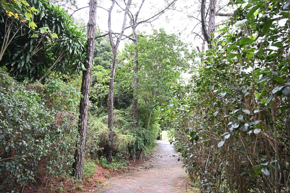 新竹金牌農村一日遊｜新城社區 寶山新城風糖 蔗糖農事體驗、砍甘蔗、DIY黑糖粉圓、甘蔗冰沙、割稻飯！