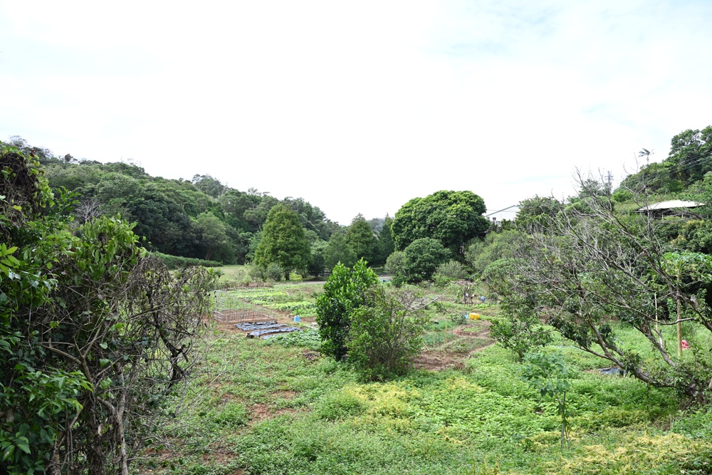 新竹金牌農村一日遊｜新城社區 寶山新城風糖 蔗糖農事體驗、砍甘蔗、DIY黑糖粉圓、甘蔗冰沙、割稻飯！