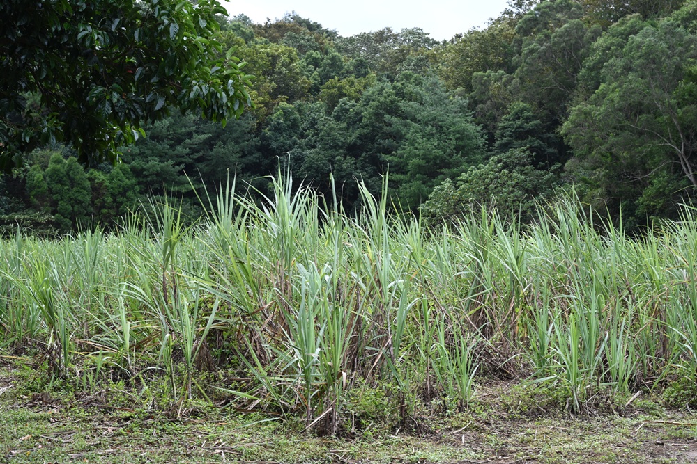 新竹金牌農村一日遊｜新城社區 寶山新城風糖 蔗糖農事體驗、砍甘蔗、DIY黑糖粉圓、甘蔗冰沙、割稻飯！