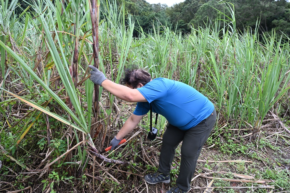 新竹金牌農村一日遊｜新城社區 寶山新城風糖 蔗糖農事體驗、砍甘蔗、DIY黑糖粉圓、甘蔗冰沙、割稻飯！