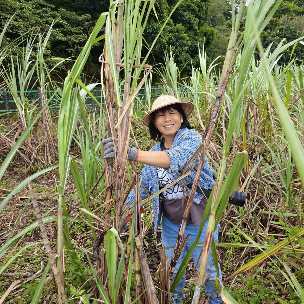 新竹金牌農村一日遊｜新城社區 寶山新城風糖 蔗糖農事體驗、砍甘蔗、DIY黑糖粉圓、甘蔗冰沙、割稻飯！