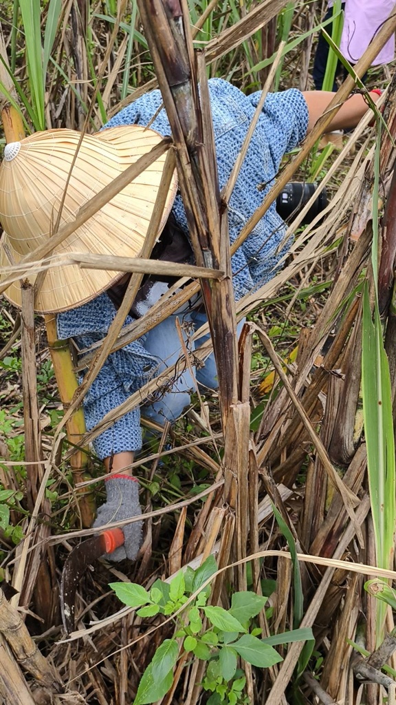 新竹金牌農村一日遊｜新城社區 寶山新城風糖 蔗糖農事體驗、砍甘蔗、DIY黑糖粉圓、甘蔗冰沙、割稻飯！