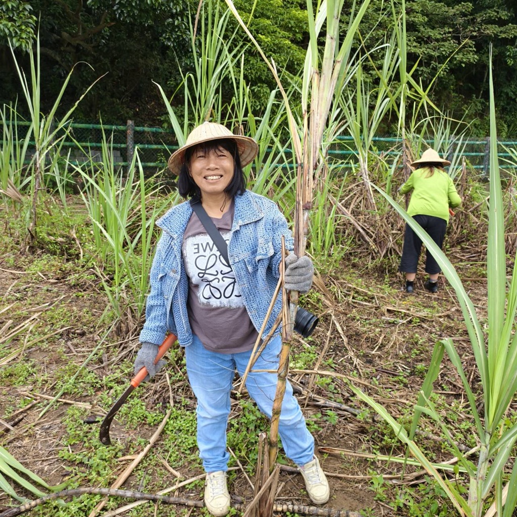 新竹金牌農村一日遊｜新城社區 寶山新城風糖 蔗糖農事體驗、砍甘蔗、DIY黑糖粉圓、甘蔗冰沙、割稻飯！
