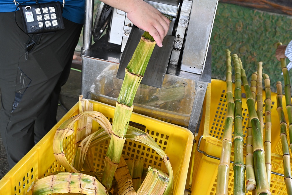 新竹金牌農村一日遊｜新城社區 寶山新城風糖 蔗糖農事體驗、砍甘蔗、DIY黑糖粉圓、甘蔗冰沙、割稻飯！