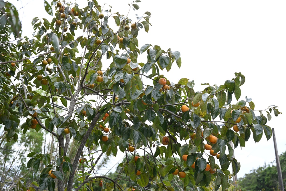 新竹金牌農村一日遊|旱坑社區 金漢柿餅教育農園 認識柿子、懂柿、剪黏美學工藝DIY! 新竹金牌農村一日遊|旱坑社區 金漢柿餅教育農園 認識柿子、懂柿、剪黏美學工藝DIY!