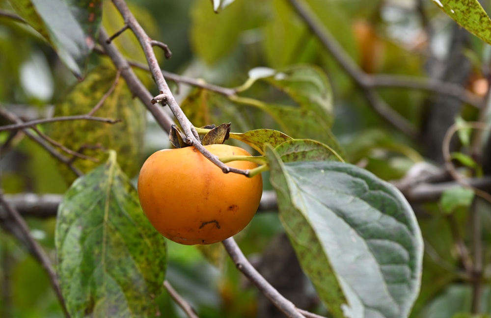 新竹金牌農村一日遊|旱坑社區 金漢柿餅教育農園 認識柿子、懂柿、剪黏美學工藝DIY! 新竹金牌農村一日遊|旱坑社區 金漢柿餅教育農園 認識柿子、懂柿、剪黏美學工藝DIY!