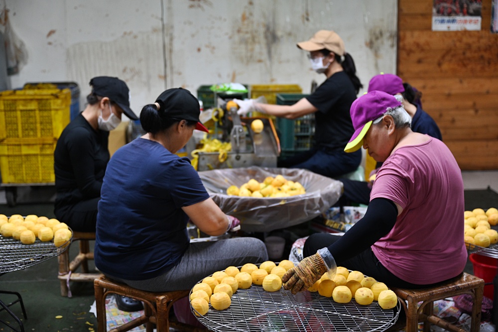 新竹金牌農村一日遊|旱坑社區 金漢柿餅教育農園 認識柿子、懂柿、剪黏美學工藝DIY! 新竹金牌農村一日遊|旱坑社區 金漢柿餅教育農園 認識柿子、懂柿、剪黏美學工藝DIY!