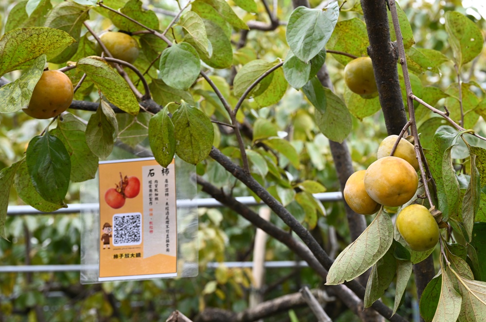 新竹金牌農村一日遊|旱坑社區 金漢柿餅教育農園 認識柿子、懂柿、剪黏美學工藝DIY! 新竹金牌農村一日遊|旱坑社區 金漢柿餅教育農園 認識柿子、懂柿、剪黏美學工藝DIY!