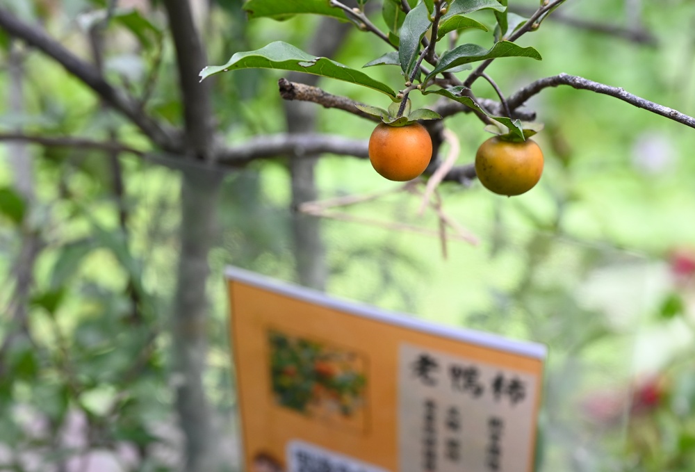 新竹金牌農村一日遊|旱坑社區 金漢柿餅教育農園 認識柿子、懂柿、剪黏美學工藝DIY! 新竹金牌農村一日遊|旱坑社區 金漢柿餅教育農園 認識柿子、懂柿、剪黏美學工藝DIY!