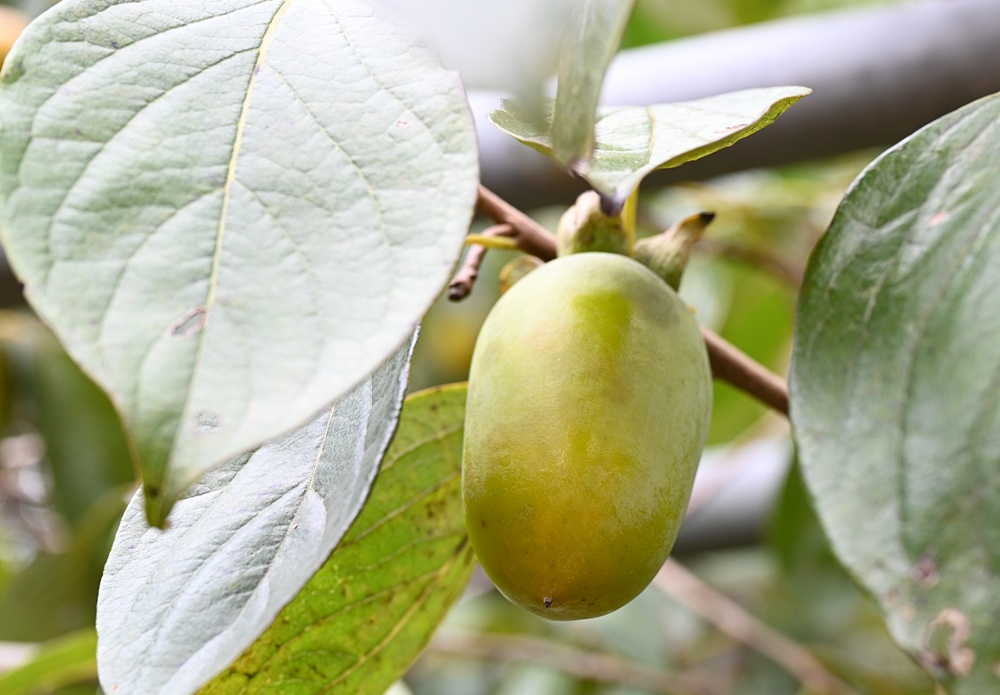 新竹金牌農村一日遊|旱坑社區 金漢柿餅教育農園 認識柿子、懂柿、剪黏美學工藝DIY! 新竹金牌農村一日遊|旱坑社區 金漢柿餅教育農園 認識柿子、懂柿、剪黏美學工藝DIY!