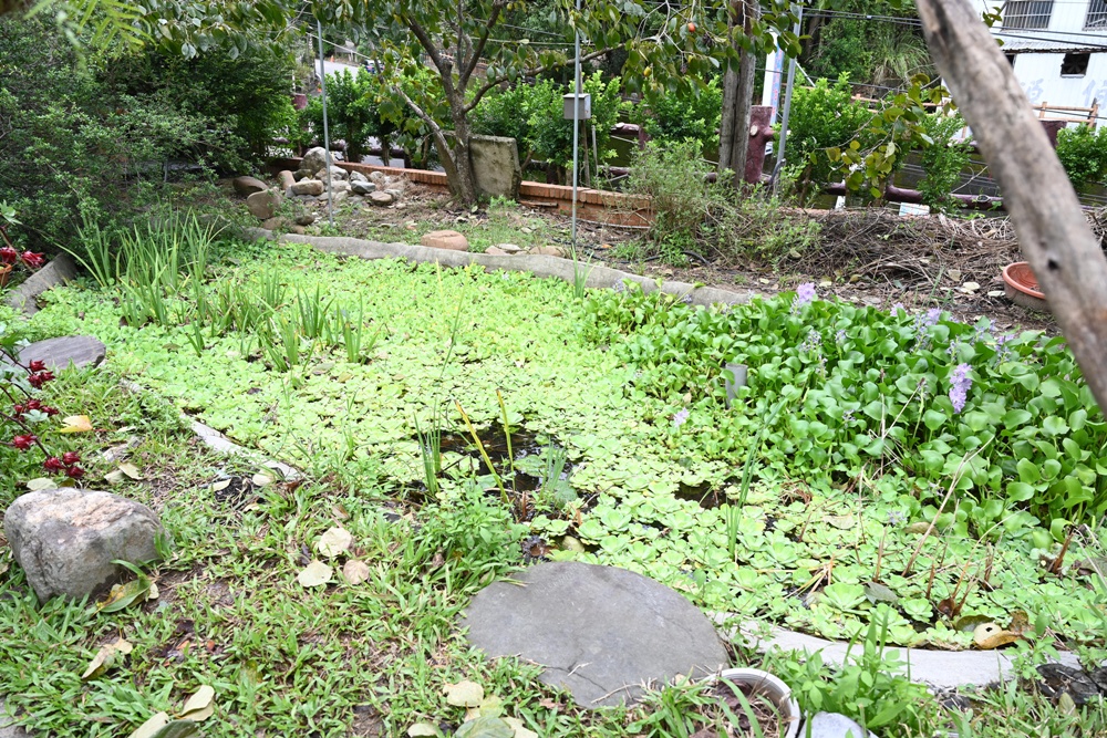 新竹金牌農村一日遊|旱坑社區 金漢柿餅教育農園 認識柿子、懂柿、剪黏美學工藝DIY! 新竹金牌農村一日遊|旱坑社區 金漢柿餅教育農園 認識柿子、懂柿、剪黏美學工藝DIY!
