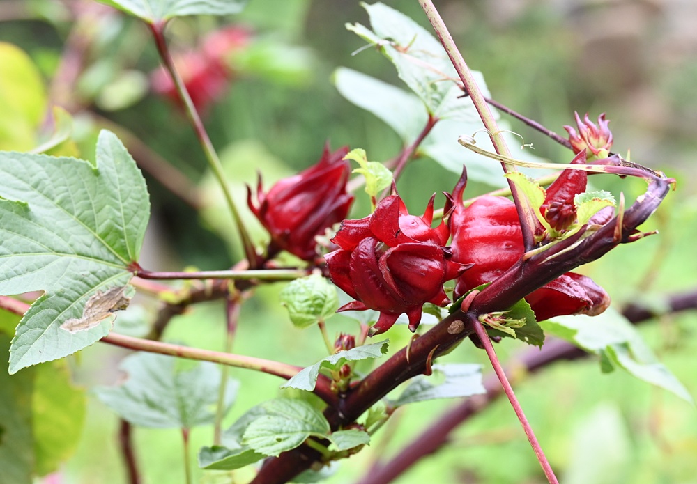 新竹金牌農村一日遊|旱坑社區 金漢柿餅教育農園 認識柿子、懂柿、剪黏美學工藝DIY! 新竹金牌農村一日遊|旱坑社區 金漢柿餅教育農園 認識柿子、懂柿、剪黏美學工藝DIY!