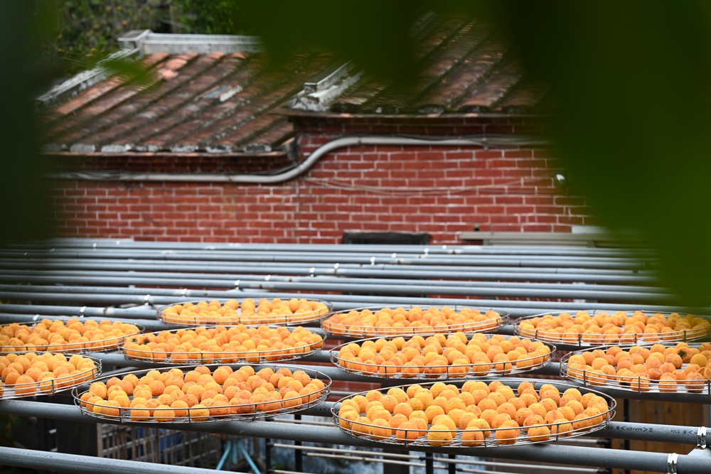 新竹金牌農村一日遊|旱坑社區 金漢柿餅教育農園 認識柿子、懂柿、剪黏美學工藝DIY! 新竹金牌農村一日遊|旱坑社區 金漢柿餅教育農園 認識柿子、懂柿、剪黏美學工藝DIY!