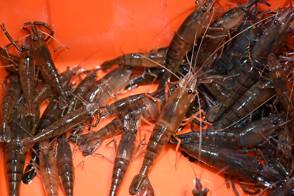 屏東四重溪溫泉村一日遊，DIY溫泉鹹鴨蛋、泡湯、賞景、吃美食一次滿足！