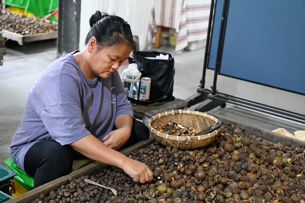 台東一日遊。布拉谷果菜生產合作社 苦茶籽油、祈福手作、樹豆茶包、一次滿足五感體驗! 台東一日遊。布拉谷果菜生產合作社 苦茶籽油、祈福手作、樹豆茶包、一次滿足五感體驗!