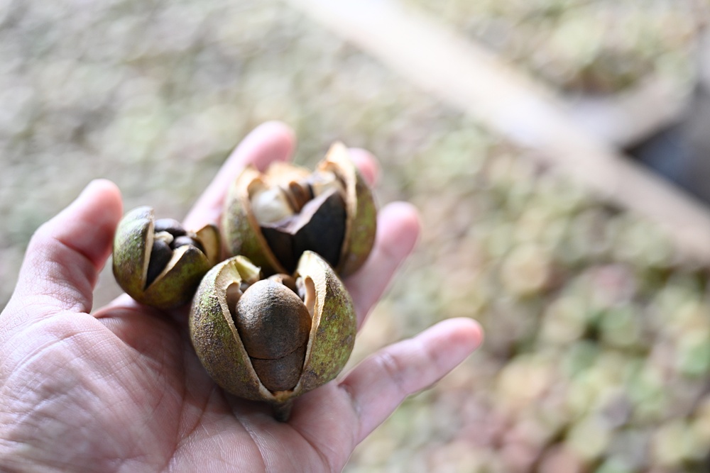 台東一日遊。布拉谷果菜生產合作社 苦茶籽油、祈福手作、樹豆茶包、一次滿足五感體驗! 台東一日遊。布拉谷果菜生產合作社 苦茶籽油、祈福手作、樹豆茶包、一次滿足五感體驗!