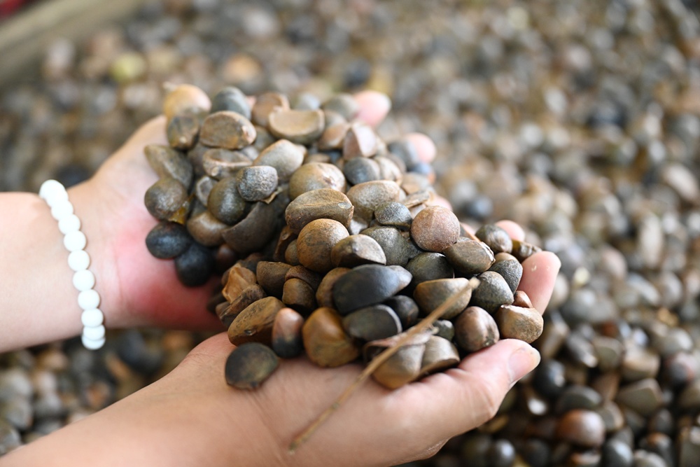 台東一日遊。布拉谷果菜生產合作社 苦茶籽油、祈福手作、樹豆茶包、一次滿足五感體驗! 台東一日遊。布拉谷果菜生產合作社 苦茶籽油、祈福手作、樹豆茶包、一次滿足五感體驗!
