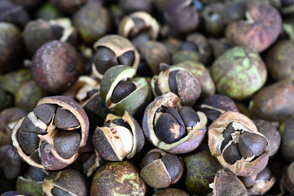 台東一日遊。布拉谷果菜生產合作社 苦茶籽油、祈福手作、樹豆茶包、一次滿足五感體驗! 台東一日遊。布拉谷果菜生產合作社 苦茶籽油、祈福手作、樹豆茶包、一次滿足五感體驗!