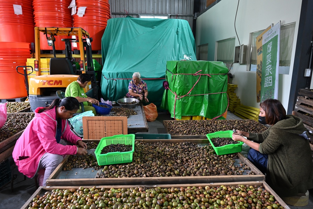 台東一日遊。布拉谷果菜生產合作社 苦茶籽油、祈福手作、樹豆茶包、一次滿足五感體驗! 台東一日遊。布拉谷果菜生產合作社 苦茶籽油、祈福手作、樹豆茶包、一次滿足五感體驗!