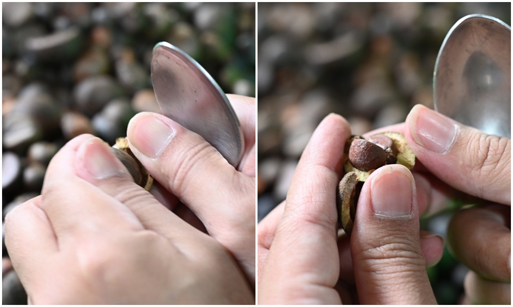 台東一日遊。布拉谷果菜生產合作社 苦茶籽油、祈福手作、樹豆茶包、一次滿足五感體驗! 台東一日遊。布拉谷果菜生產合作社 苦茶籽油、祈福手作、樹豆茶包、一次滿足五感體驗!