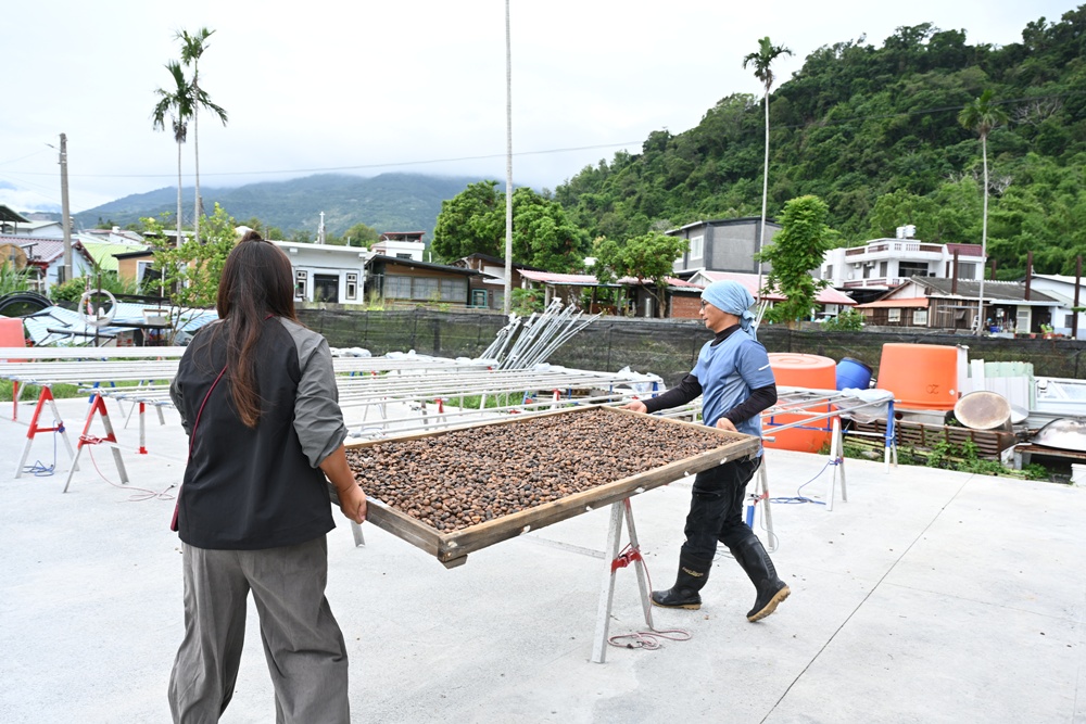台東一日遊。布拉谷果菜生產合作社 苦茶籽油、祈福手作、樹豆茶包、一次滿足五感體驗! 台東一日遊。布拉谷果菜生產合作社 苦茶籽油、祈福手作、樹豆茶包、一次滿足五感體驗!
