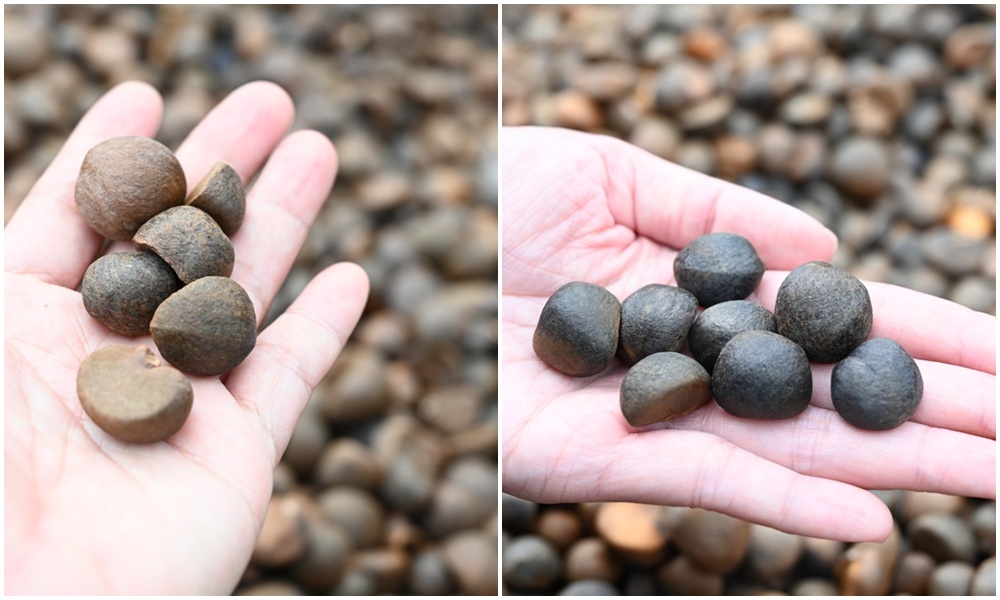 台東一日遊。布拉谷果菜生產合作社 苦茶籽油、祈福手作、樹豆茶包、一次滿足五感體驗! 台東一日遊。布拉谷果菜生產合作社 苦茶籽油、祈福手作、樹豆茶包、一次滿足五感體驗!