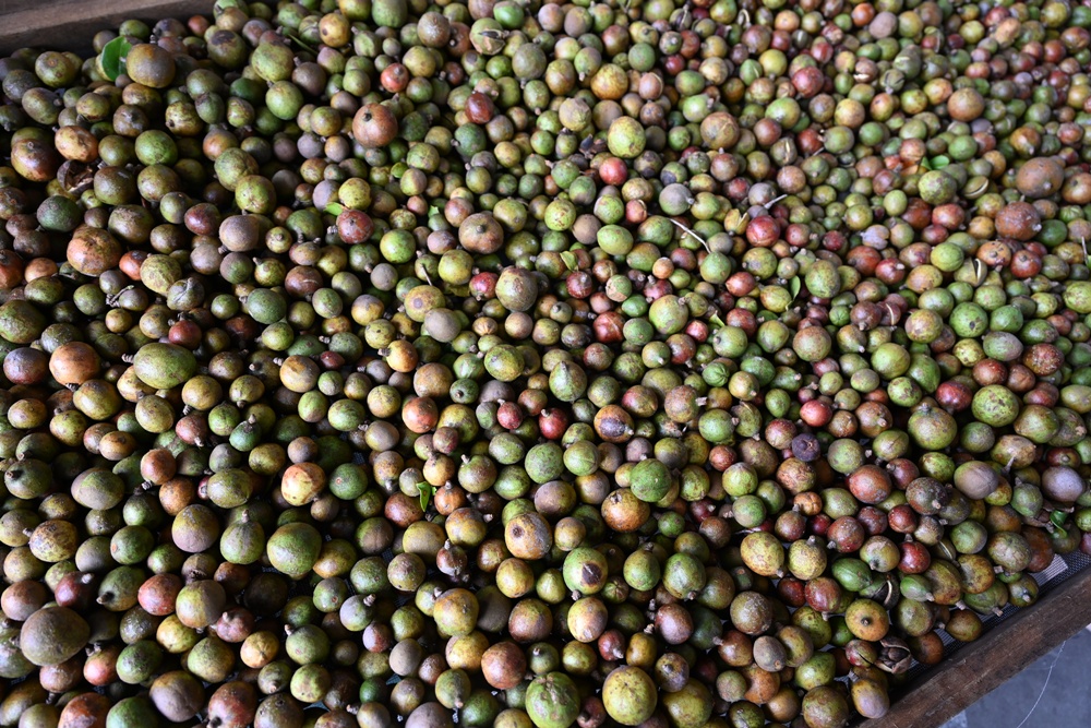 台東一日遊。布拉谷果菜生產合作社 苦茶籽油、祈福手作、樹豆茶包、一次滿足五感體驗! 台東一日遊。布拉谷果菜生產合作社 苦茶籽油、祈福手作、樹豆茶包、一次滿足五感體驗!