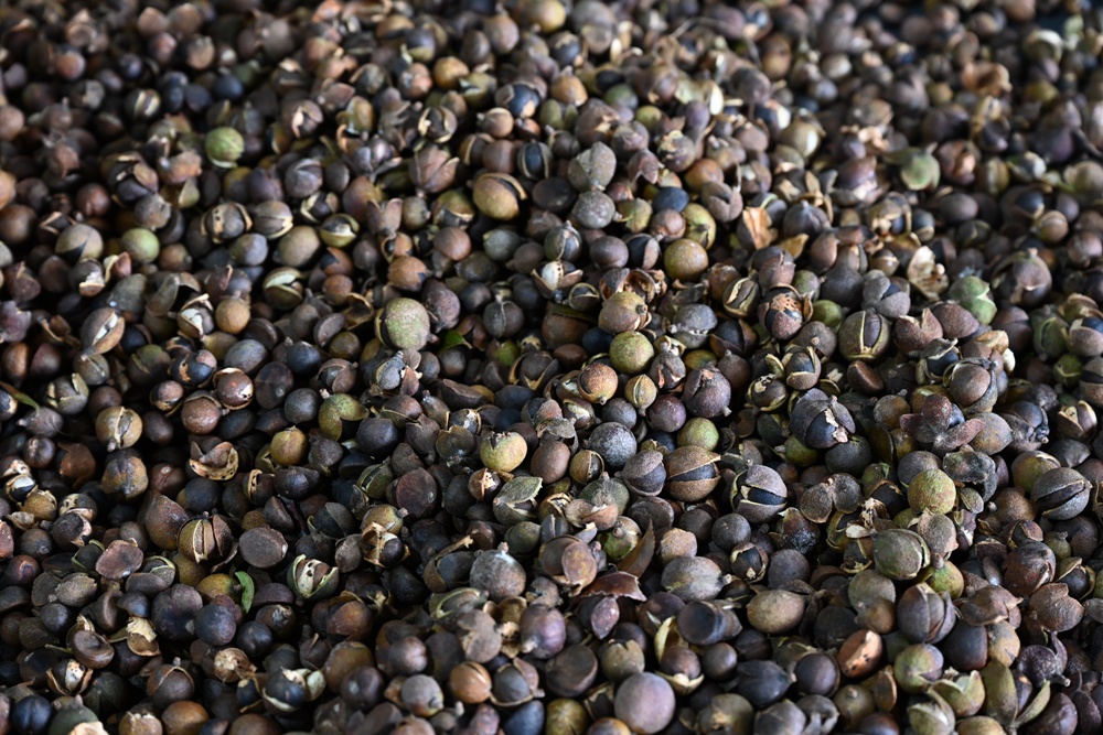 台東一日遊。布拉谷果菜生產合作社 苦茶籽油、祈福手作、樹豆茶包、一次滿足五感體驗! 台東一日遊。布拉谷果菜生產合作社 苦茶籽油、祈福手作、樹豆茶包、一次滿足五感體驗!