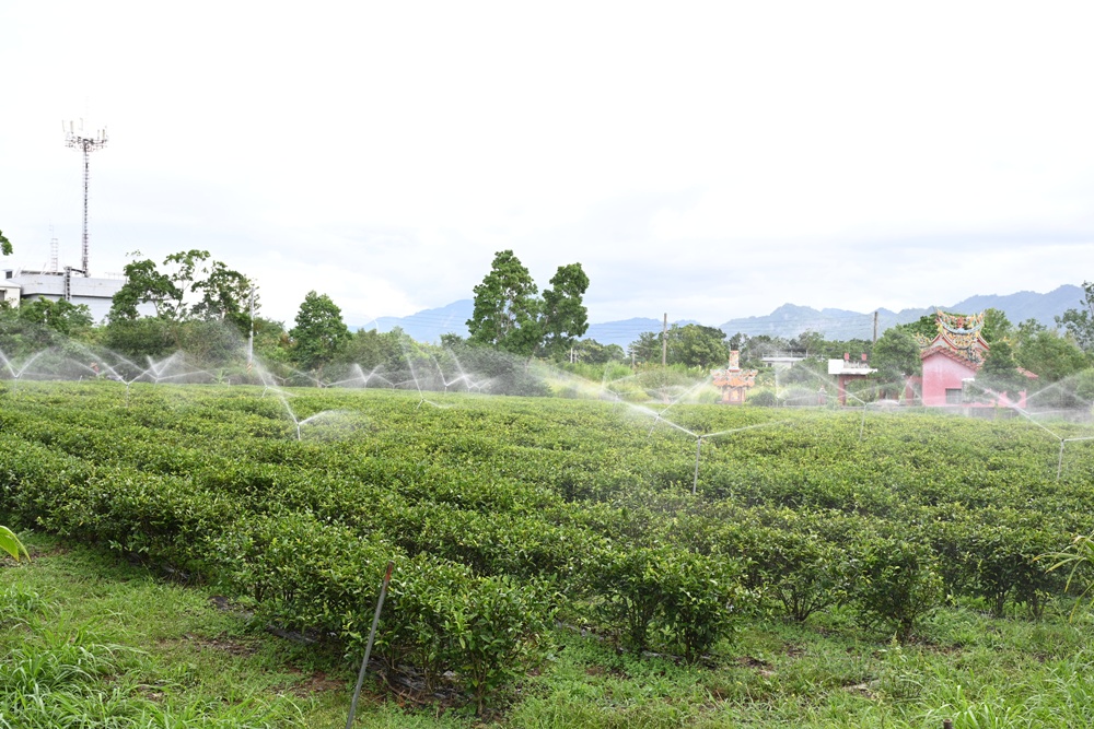 台東一日遊|林旺製茶廠 茶園生態導覽、參觀茶廠、紅烏龍茶沖泡教學! 台東一日遊|林旺製茶廠 茶園生態導覽、參觀茶廠、紅烏龍茶沖泡教學!