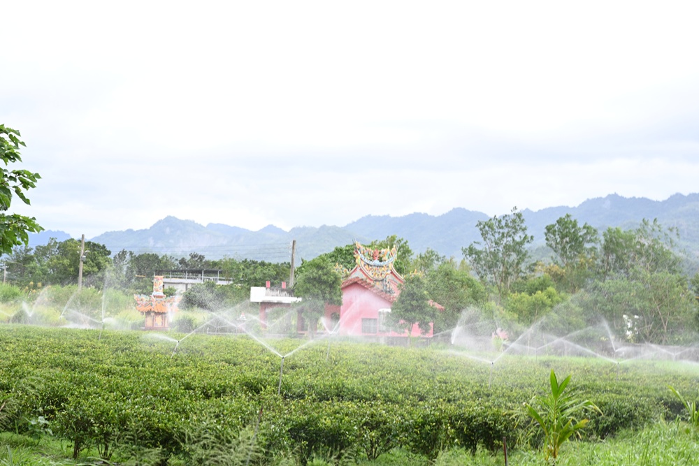 台東一日遊|林旺製茶廠 茶園生態導覽、參觀茶廠、紅烏龍茶沖泡教學! 台東一日遊|林旺製茶廠 茶園生態導覽、參觀茶廠、紅烏龍茶沖泡教學!