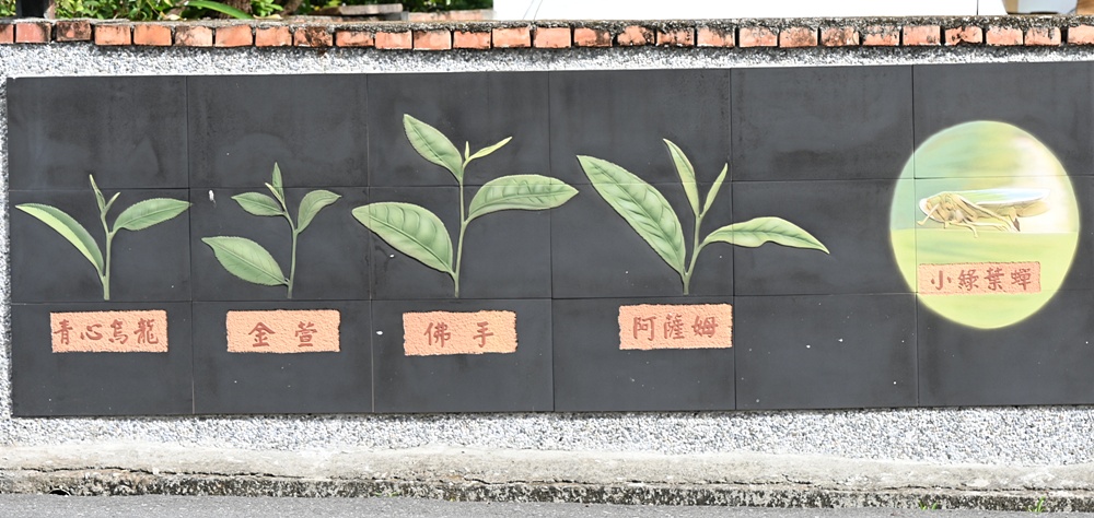 台東一日遊｜新元昌紅茶產業文化館 參觀茶園、茶廠、評鑑、擂茶！