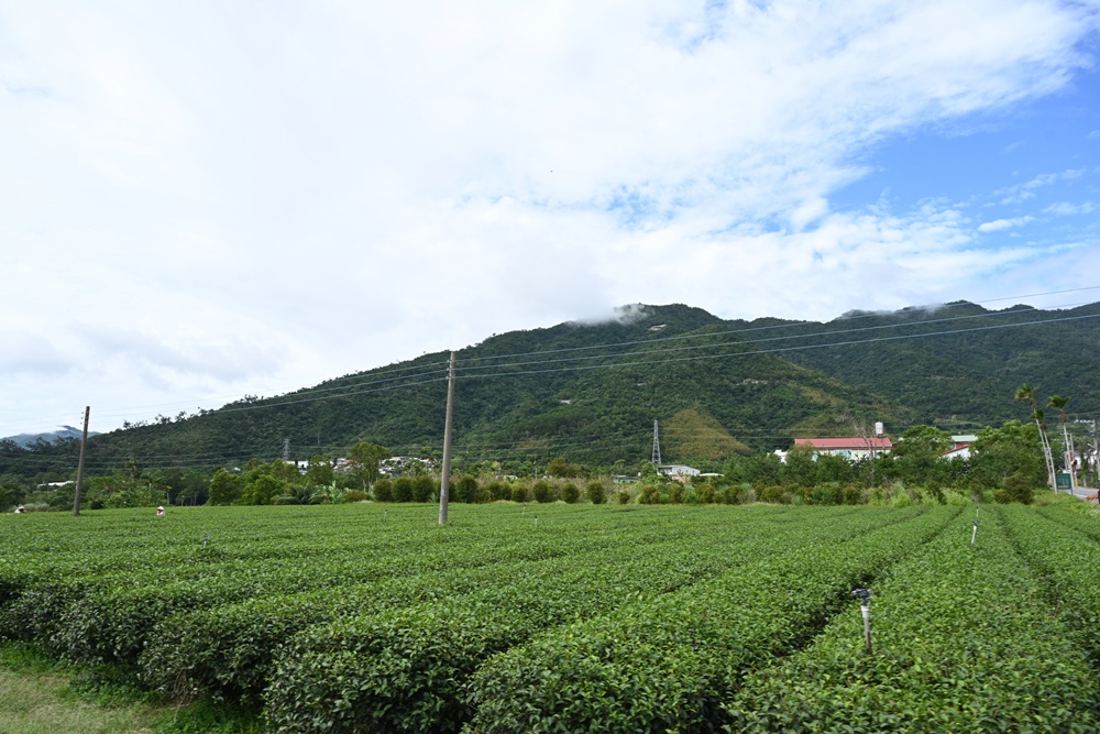 台東一日遊｜新元昌紅茶產業文化館 參觀茶園、茶廠、評鑑、擂茶！