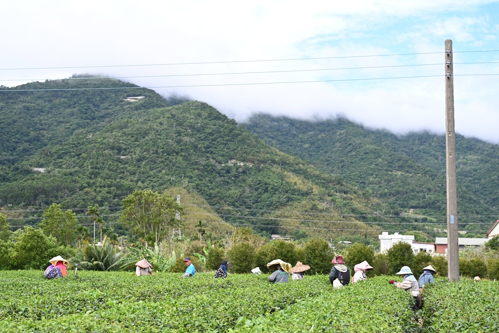 台東一日遊｜新元昌紅茶產業文化館 參觀茶園、茶廠、評鑑、擂茶！