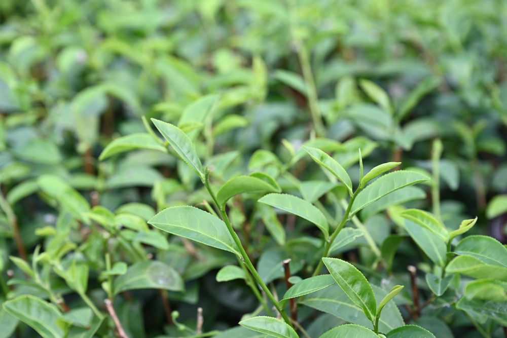 台東一日遊｜新元昌紅茶產業文化館 參觀茶園、茶廠、評鑑、擂茶！