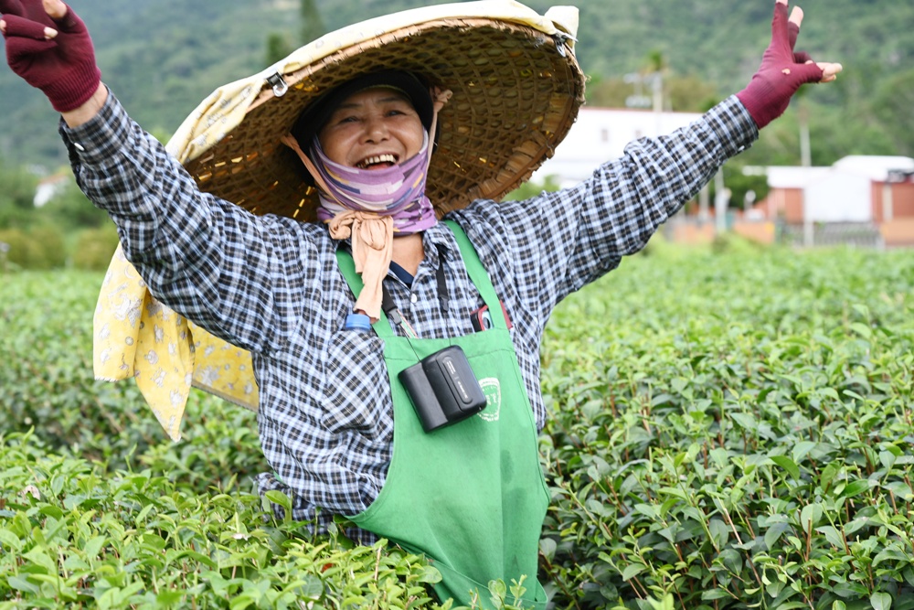 台東一日遊｜新元昌紅茶產業文化館 參觀茶園、茶廠、評鑑、擂茶！