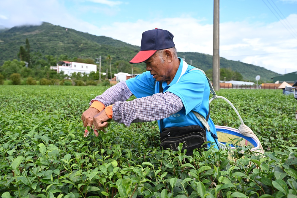 台東一日遊｜新元昌紅茶產業文化館 參觀茶園、茶廠、評鑑、擂茶！