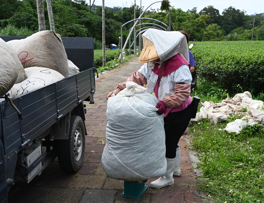台東一日遊｜新元昌紅茶產業文化館 參觀茶園、茶廠、評鑑、擂茶！