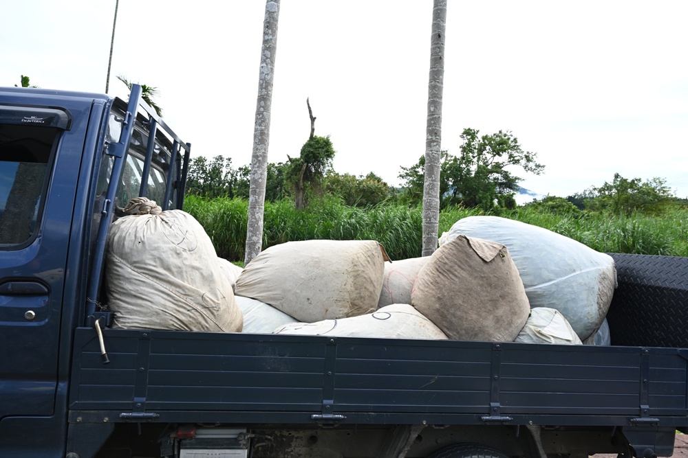 台東一日遊｜新元昌紅茶產業文化館 參觀茶園、茶廠、評鑑、擂茶！