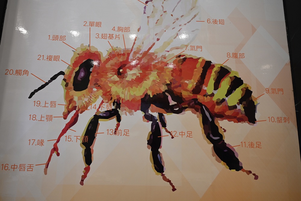 台東一日遊|蜜蜂盒子Bee Box 近距離觀察蜜蜂、品嘗香甜蜂巢蜜、DIY蜂蠟紫草膏! 台東一日遊|蜜蜂盒子Bee Box 近距離觀察蜜蜂、品嘗香甜蜂巢蜜、DIY蜂蠟紫草膏!