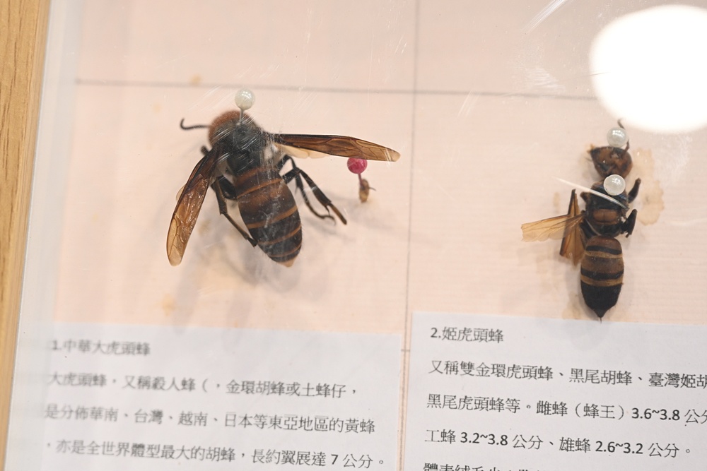 台東一日遊|蜜蜂盒子Bee Box 近距離觀察蜜蜂、品嘗香甜蜂巢蜜、DIY蜂蠟紫草膏! 台東一日遊|蜜蜂盒子Bee Box 近距離觀察蜜蜂、品嘗香甜蜂巢蜜、DIY蜂蠟紫草膏!