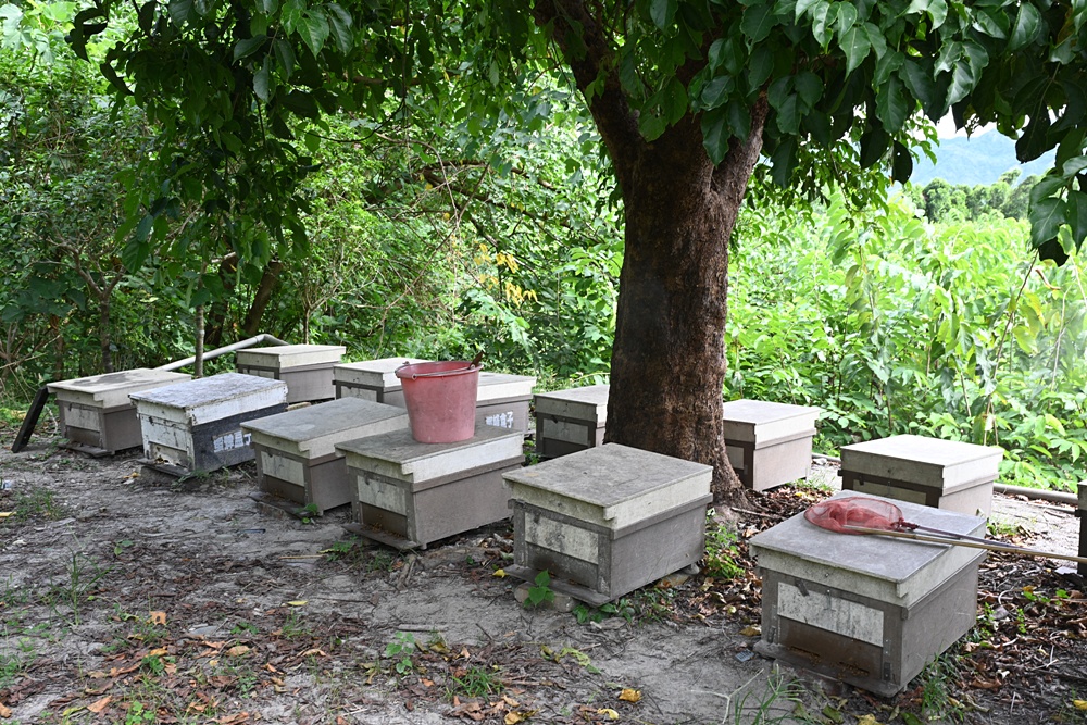 台東一日遊|蜜蜂盒子Bee Box 近距離觀察蜜蜂、品嘗香甜蜂巢蜜、DIY蜂蠟紫草膏! 台東一日遊|蜜蜂盒子Bee Box 近距離觀察蜜蜂、品嘗香甜蜂巢蜜、DIY蜂蠟紫草膏!