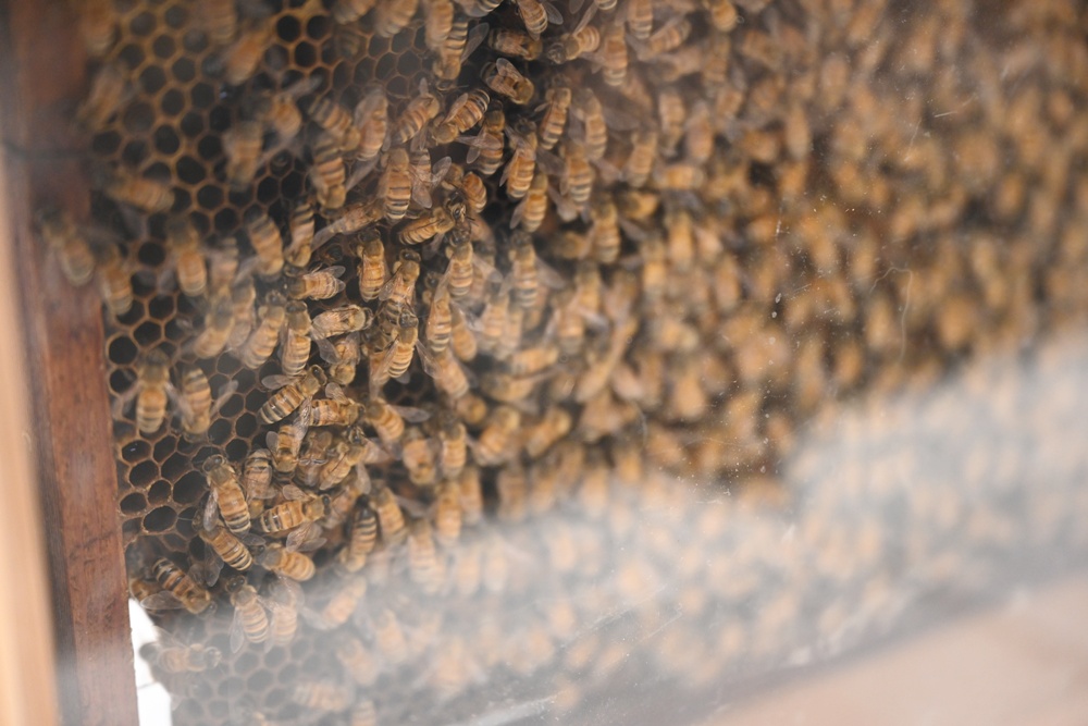 台東一日遊|蜜蜂盒子Bee Box 近距離觀察蜜蜂、品嘗香甜蜂巢蜜、DIY蜂蠟紫草膏! 台東一日遊|蜜蜂盒子Bee Box 近距離觀察蜜蜂、品嘗香甜蜂巢蜜、DIY蜂蠟紫草膏!