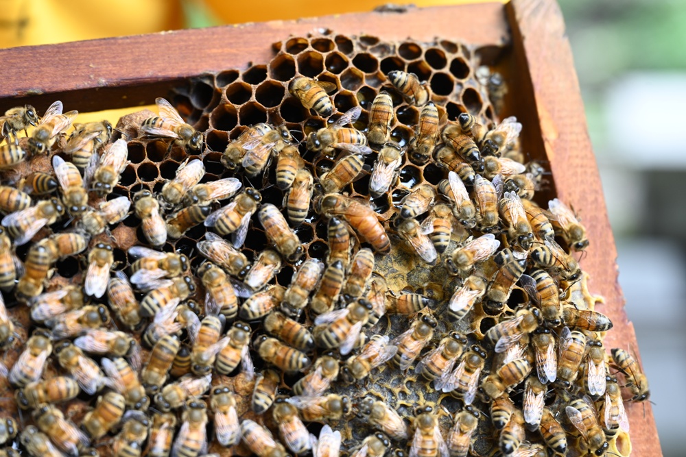 台東一日遊|蜜蜂盒子Bee Box 近距離觀察蜜蜂、品嘗香甜蜂巢蜜、DIY蜂蠟紫草膏! 台東一日遊|蜜蜂盒子Bee Box 近距離觀察蜜蜂、品嘗香甜蜂巢蜜、DIY蜂蠟紫草膏!