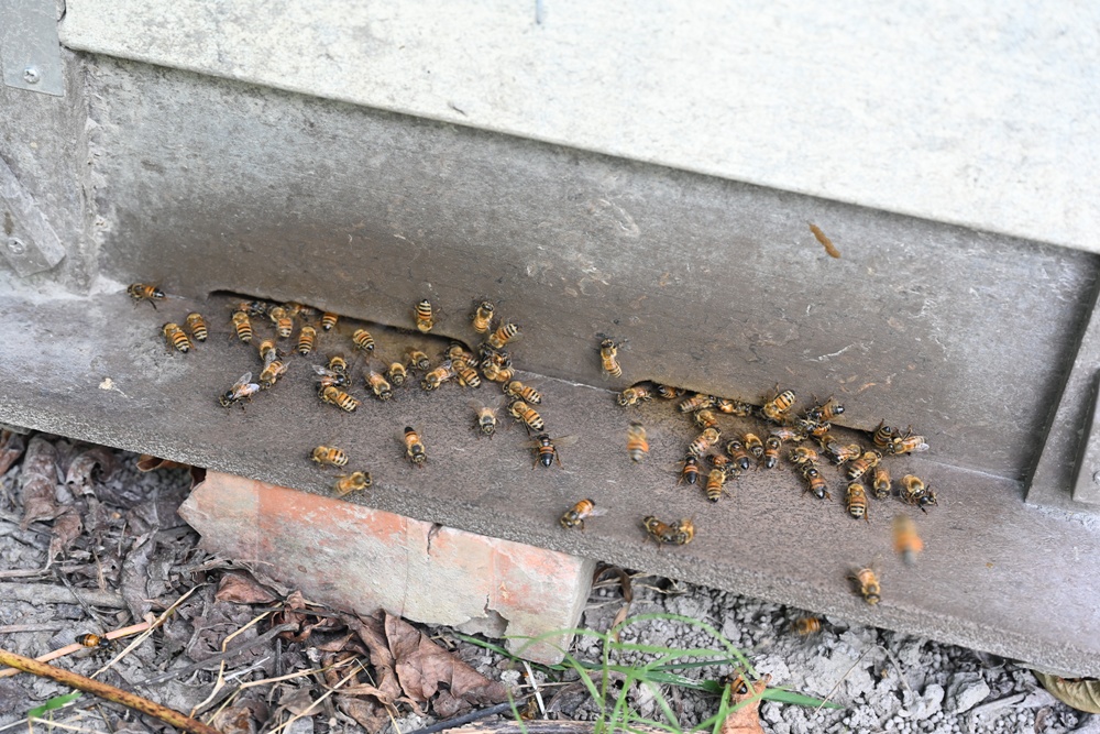台東一日遊|蜜蜂盒子Bee Box 近距離觀察蜜蜂、品嘗香甜蜂巢蜜、DIY蜂蠟紫草膏! 台東一日遊|蜜蜂盒子Bee Box 近距離觀察蜜蜂、品嘗香甜蜂巢蜜、DIY蜂蠟紫草膏!
