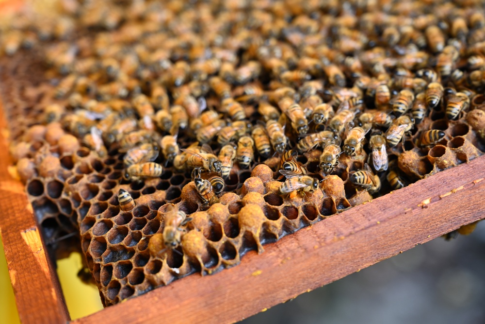 台東一日遊|蜜蜂盒子Bee Box 近距離觀察蜜蜂、品嘗香甜蜂巢蜜、DIY蜂蠟紫草膏! 台東一日遊|蜜蜂盒子Bee Box 近距離觀察蜜蜂、品嘗香甜蜂巢蜜、DIY蜂蠟紫草膏!