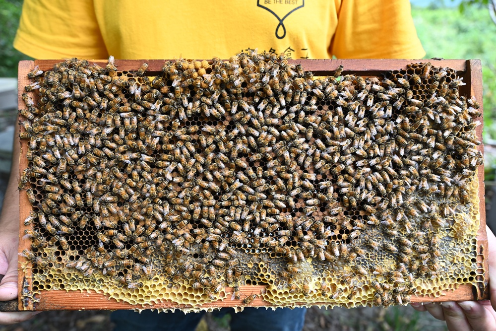台東一日遊|蜜蜂盒子Bee Box 近距離觀察蜜蜂、品嘗香甜蜂巢蜜、DIY蜂蠟紫草膏! 台東一日遊|蜜蜂盒子Bee Box 近距離觀察蜜蜂、品嘗香甜蜂巢蜜、DIY蜂蠟紫草膏!